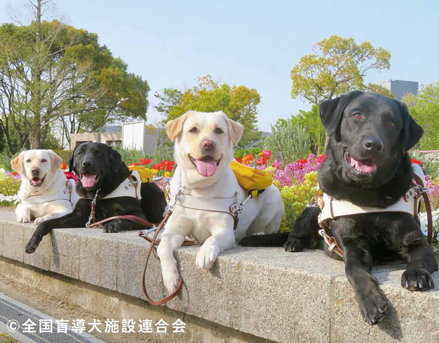 盲導犬育成支援